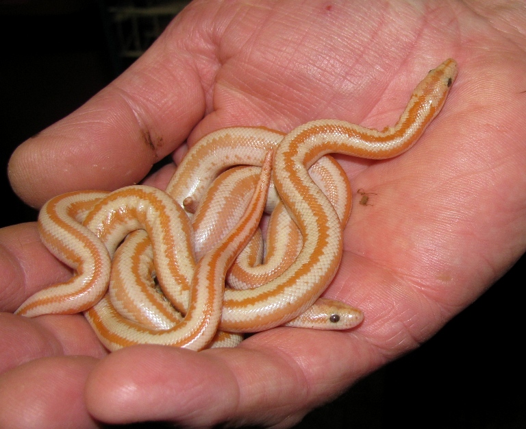http://www.reptilefact.com/wp-content/uploads/2016/08/Baby-Rosy-Boa.jpg