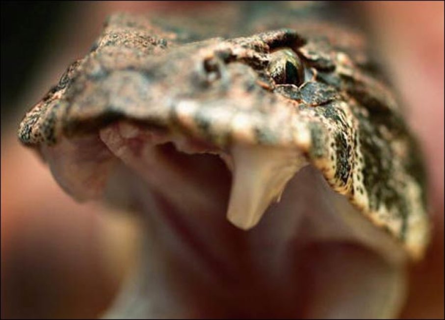 Death Adder Facts And Pictures Reptile Fact