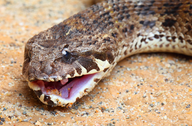 Death Adder Facts And Pictures Reptile Fact