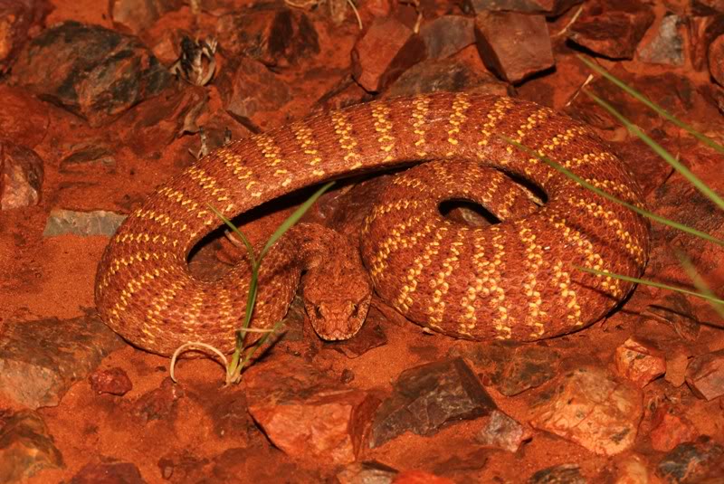 desert-death-adder-facts-and-pictures-reptile-fact