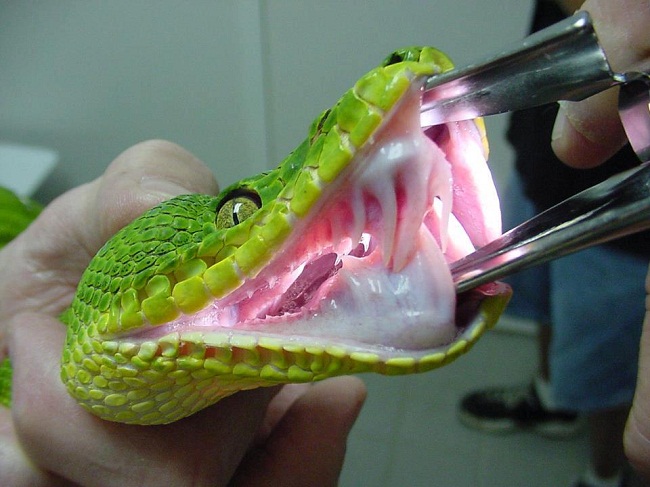 Baby Emerald Tree Boa Pictures 68