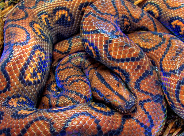 rainbow boa rainbow boa