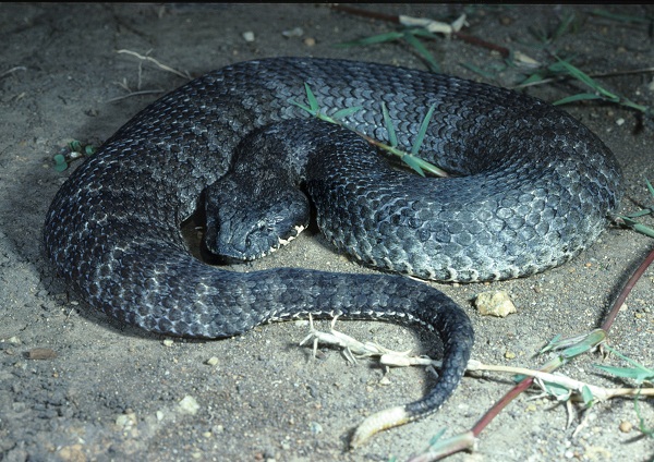 Death Adder Facts And Pictures Reptile Fact