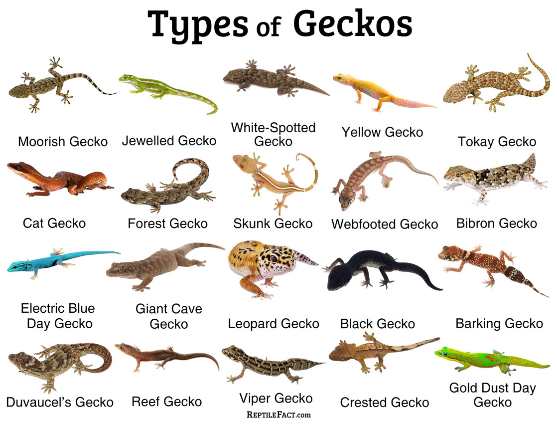 Geckos: Facts and List of Different Types with Pictures