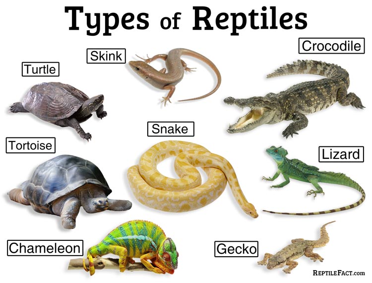 Reptile Fact | Definition, Characteristics, List of Types