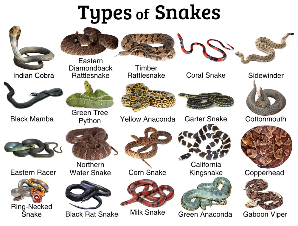 Top 10 Fun facts about the different types of snakes