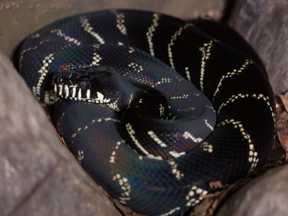 python boelens boelen reptilefact
