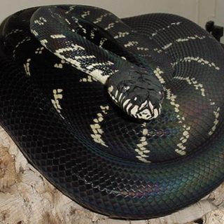 python boelens pythons boelen dubois reptilefact