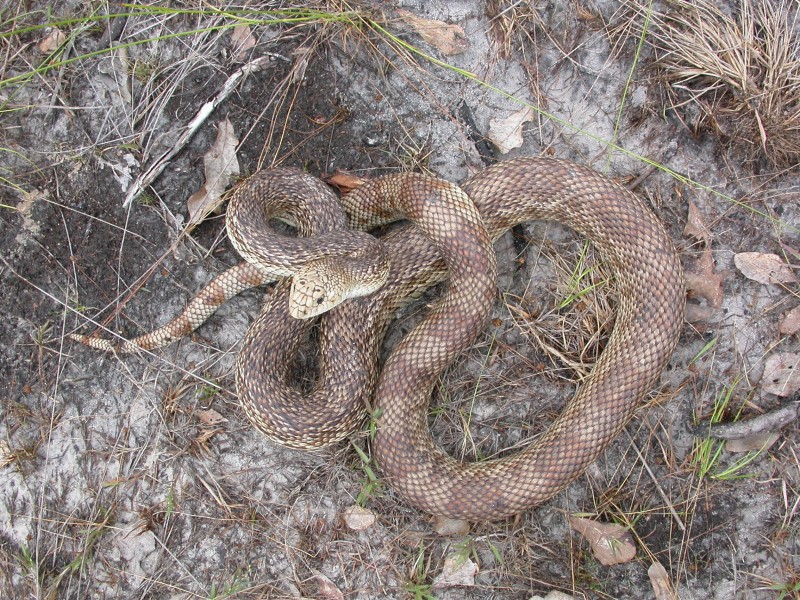Florida Pine Snake Diet