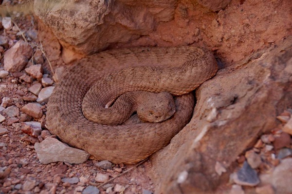 Grand Canyon Pink Rattlesnake Diet