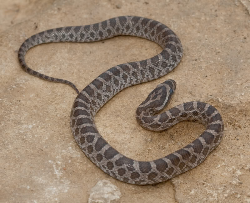Great Plains Rat Snake Diets