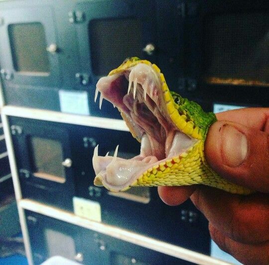 http://www.reptilefact.com/wp-content/uploads/2016/09/Green-Tree-Python-Teeth.jpg