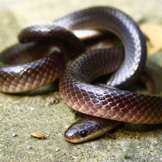 central ranges taipan central ranges taipan