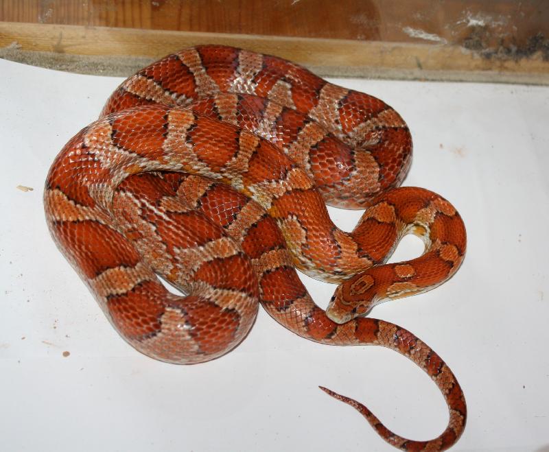 Corn Snake Facts And Pictures Reptile Fact
