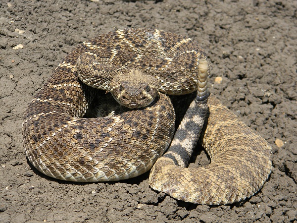 Western Diamondback Rattlesnake Facts and Pictures | Reptile Fact