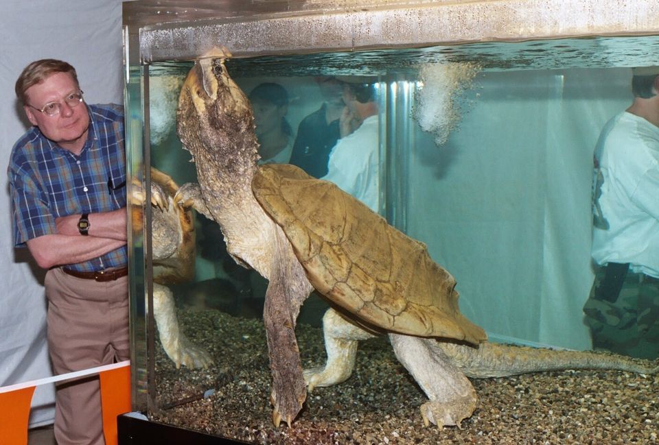 Alligator Snapping Turtle Pet Reptile Fact