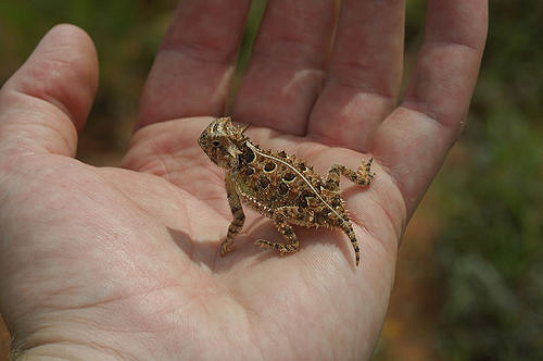 Baby Horned Toad Diet Food