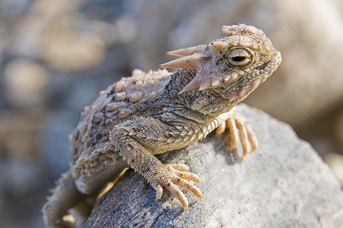 Baby Horned Toad Diet