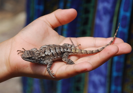 eastern-fence-lizard-facts-and-pictures-reptile-fact