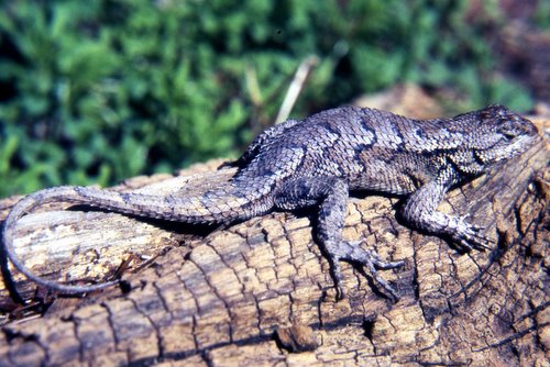 eastern-fence-lizard-facts-and-pictures-reptile-fact