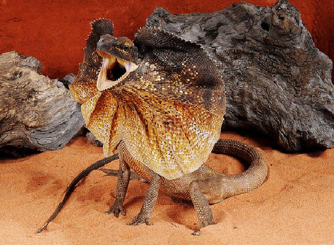 Frilled Lizard Pictures 95