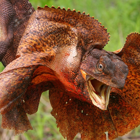 Frilled Lizard Pictures 12
