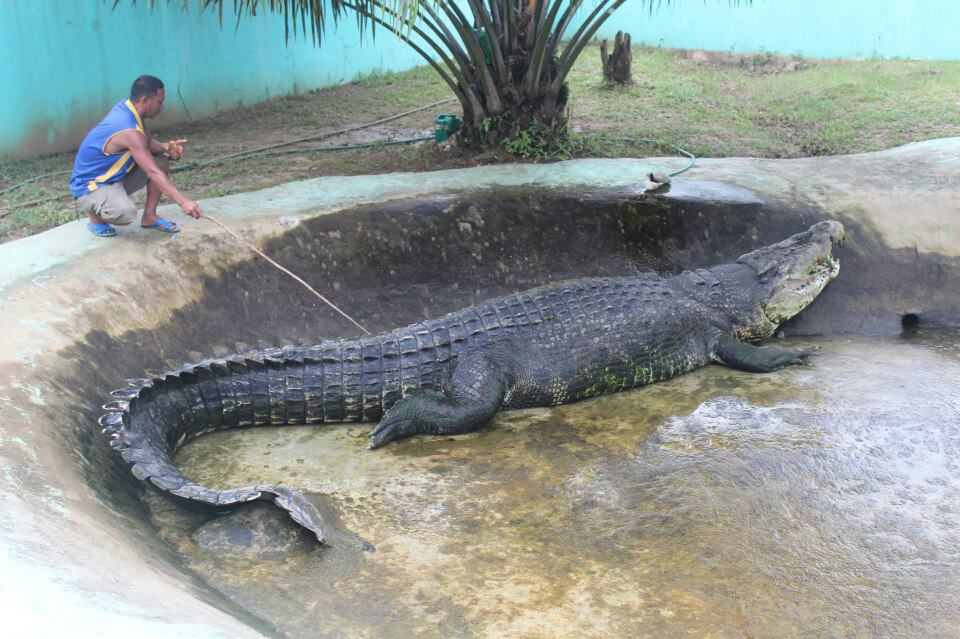 Saltwater Crocodile Facts And Pictures Reptile Fact