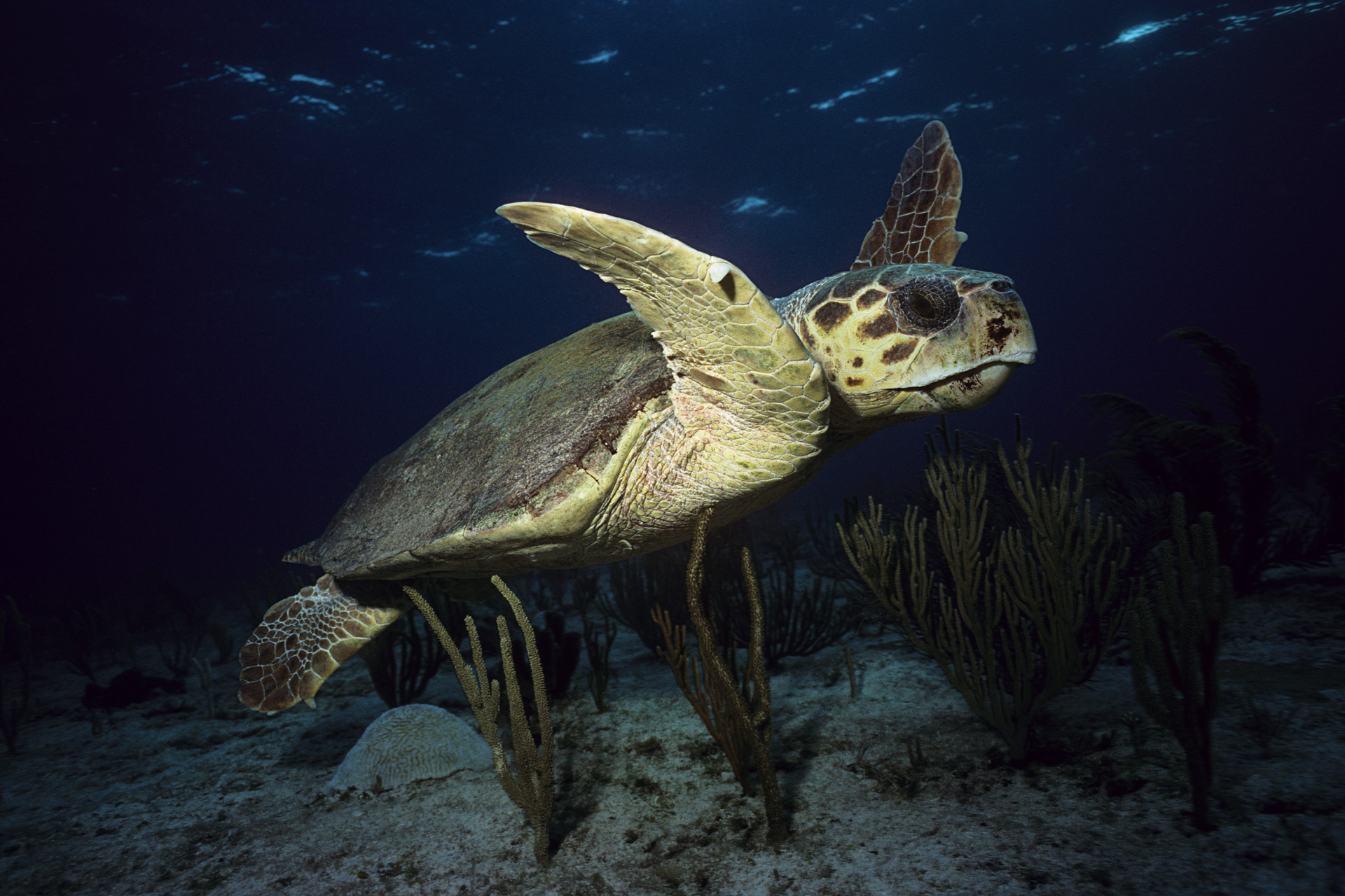 Loggerhead Turtle Facts And Pictures Reptile Fact
