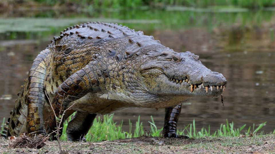 Nile Crocodile Facts And Pictures Reptile Fact