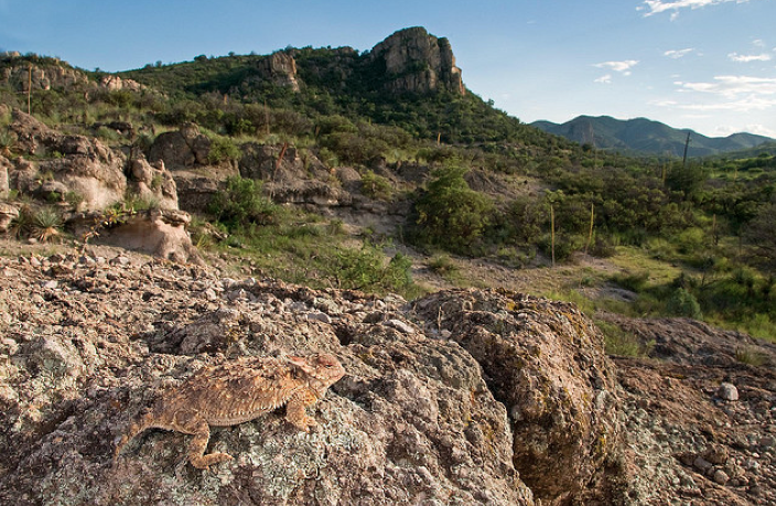 Texas Horned Lizard Facts And Pictures Reptile Fact