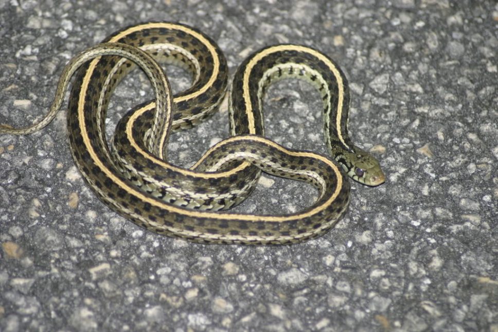 Checkered Garter Snake Facts And Pictures Reptile Fact