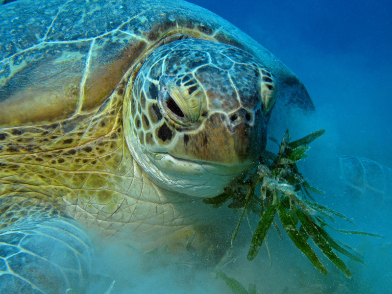Green Sea Turtle Facts and Pictures | Reptile Fact - photo#13