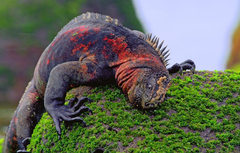 Marine Iguana Facts And Pictures Reptile Fact