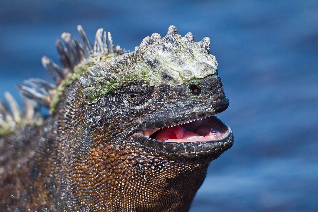 Marine Iguana Facts And Pictures Reptile Fact