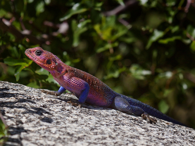 Spiderman Agama Facts and Pictures | Reptile Fact