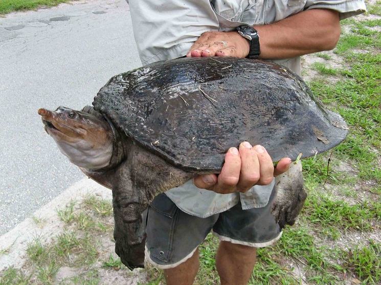 Florida Softshell Turtle Facts And Pictures Reptile Fact 