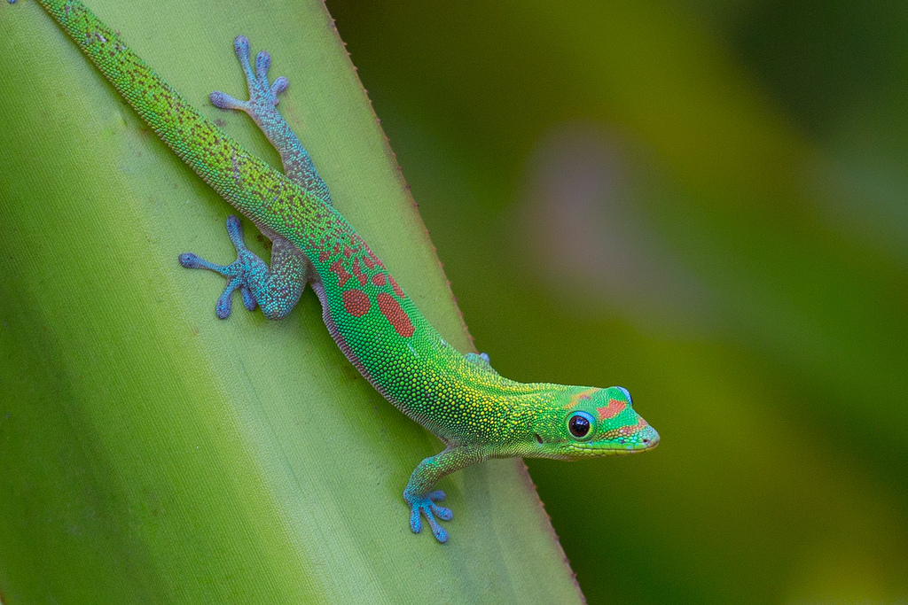 Gold Dust Day Gecko Facts and Pictures | Reptile Fact