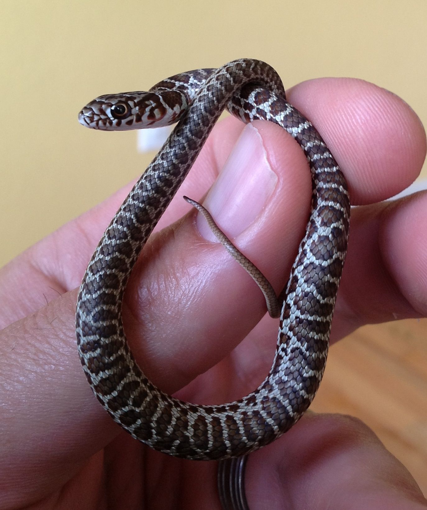 Eastern Yellow Bellied Racer Facts And Pictures Reptile Fact