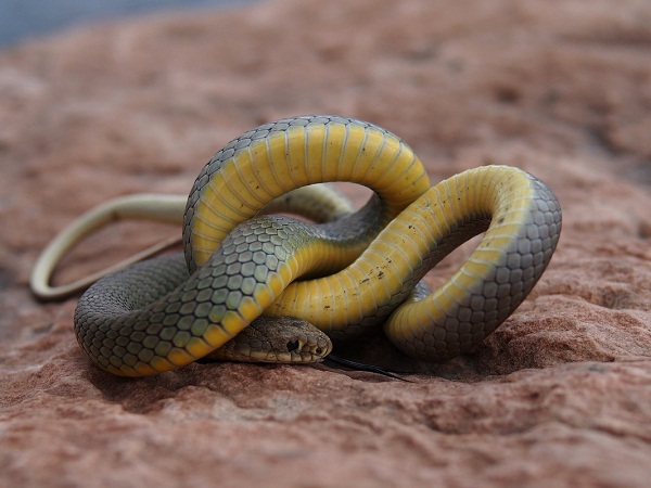 Eastern Yellow Bellied Racer Facts and Pictures | Reptile Fact