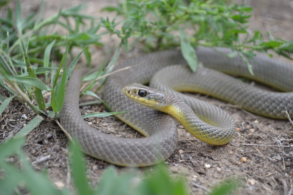 Eastern Yellow Bellied Racer Facts and Pictures | Reptile Fact