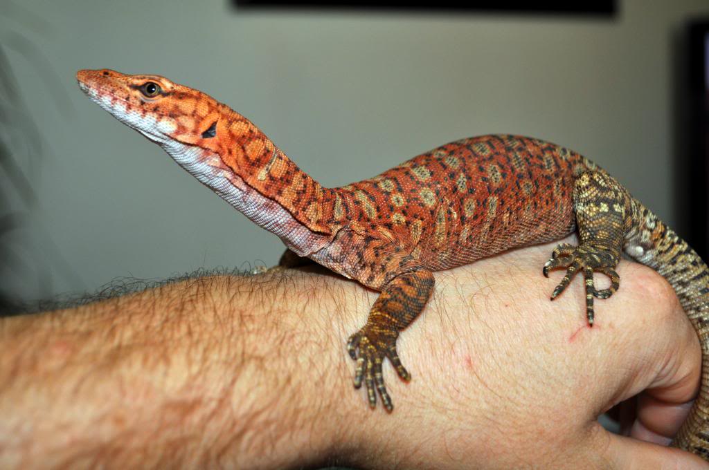 Pilbara Rock Monitor Facts And Pictures Reptile Fact