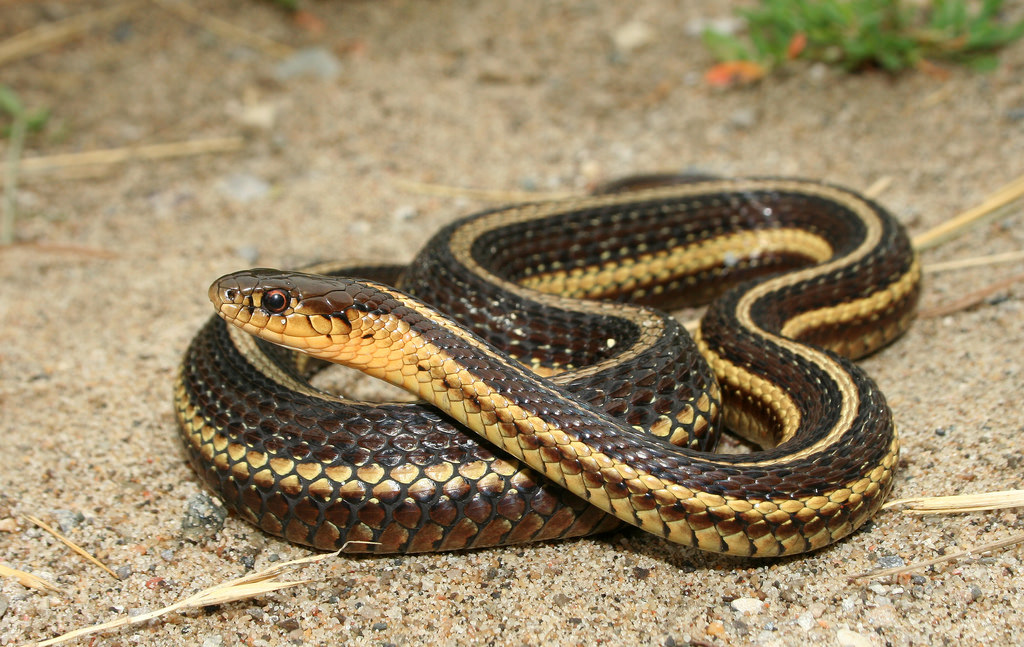 Butlers Garter Snake Facts And Pictures Reptile Fact