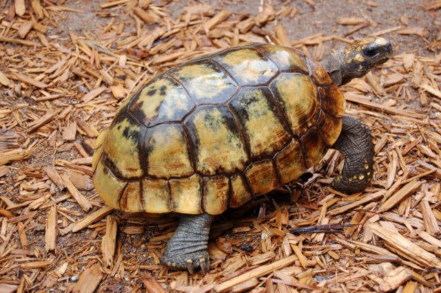 Yellow Foot Tortoise Facts and Pictures | Reptile Fact