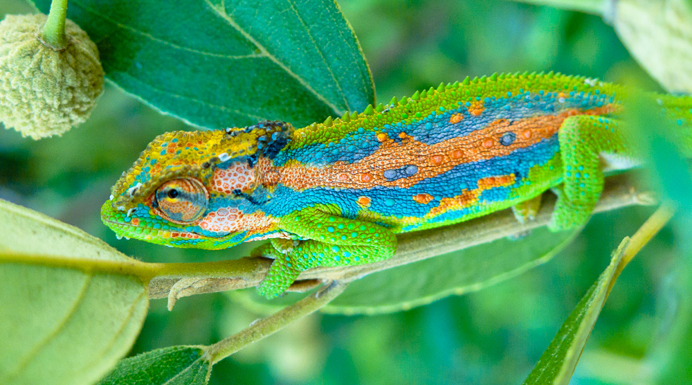 Cape Dwarf Chameleon Facts and Pictures | Reptile Fact