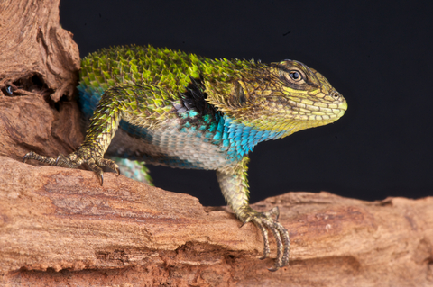emerald swift lizard lizards spiny animal swifts small sceloporus tuatara species reptiles amphibians green blue central america native backwaterreptiles zealand