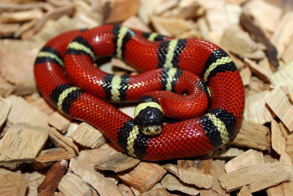 sinoloan king snake escape sinoloan king snake escape