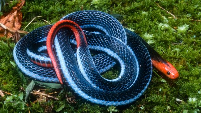 Blue Coral Snake Facts and Pictures | Reptile Fact