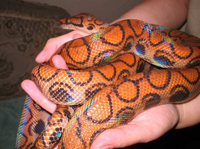 rainbow boa rainbow boa