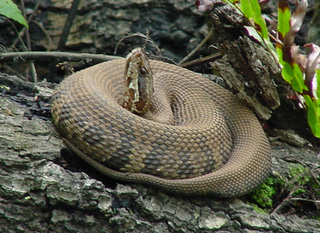 cottonmouth piscivorus agkistrodon snake range moccasin reptilefact facts