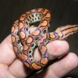 Rainbow Boa Facts and Pictures